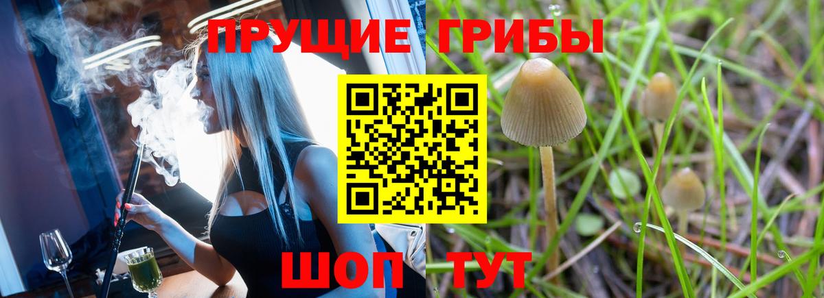 Галлюциногенные грибы Psilocybe Владикавказ